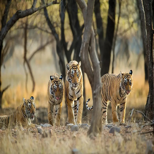 Call Of The Wild 